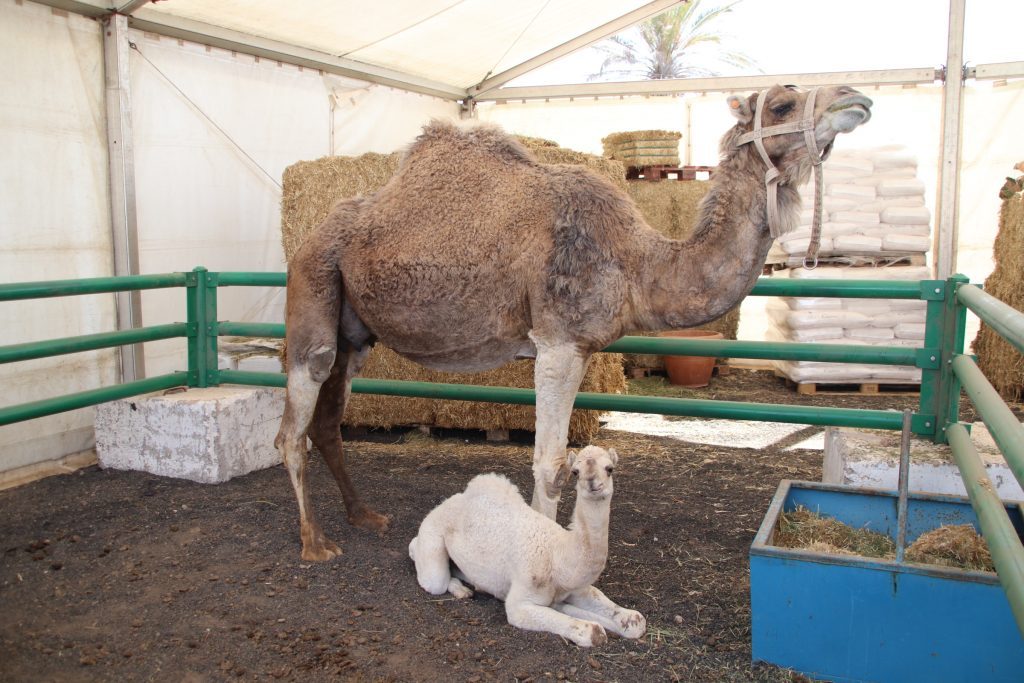 La Feria de Ganado de Uga inicia con una charla de jóvenes ganaderos e innovación y la presentación de la unidad didáctica infantil sobre el camello